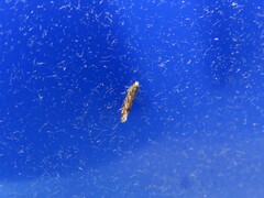 Aristotelia rubidella