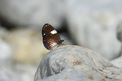 Euploea radamanthus
