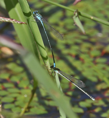 Pseudagrion australasiae
