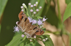 Odontoptilum angulata