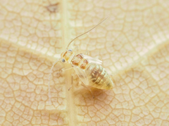 Teliapsocus