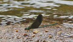 Neurobasis chinensis