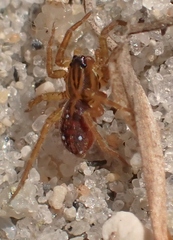 Zoicinae