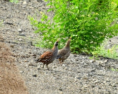 Callipepla douglasii