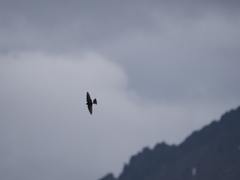 Tachycineta leucopyga