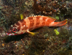 Epinephelus fasciatus
