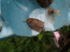 Pseudorthodes vecors