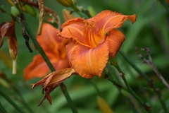 Hemerocallis