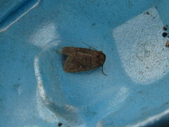 Pseudorthodes vecors