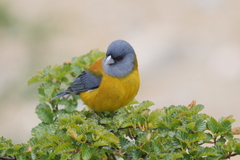 Phrygilus patagonicus