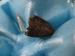 Pseudorthodes vecors