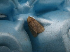 Pseudorthodes vecors