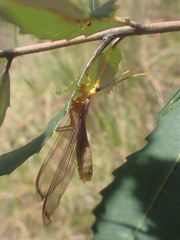 Nymphes