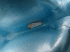 Microcrambus biguttellus