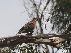Phaps elegans
