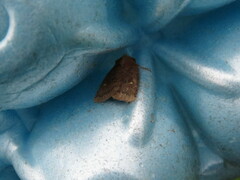 Pseudorthodes vecors