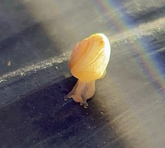 Praticolella