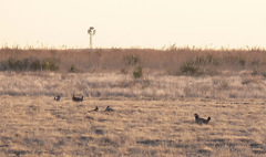 Tympanuchus pallidicinctus