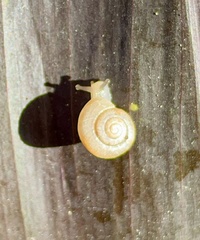 Praticolella