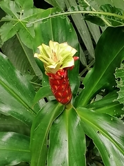 Costaceae