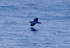 Puffinus lherminieri