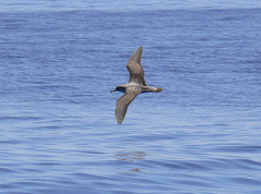 Calonectris diomedea