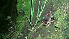 Pristimantis unistrigatus