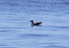 Calonectris diomedea