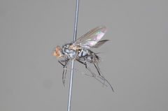 Dexiinae