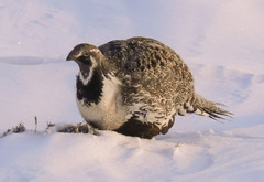 Centrocercus urophasianus