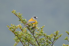 Phrygilus patagonicus