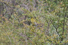 Spinus barbatus