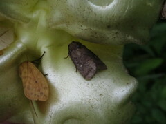 Pseudorthodes vecors