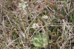 Primula magellanica