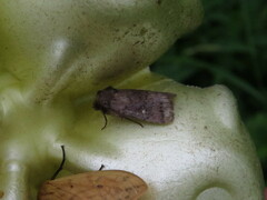 Pseudorthodes vecors