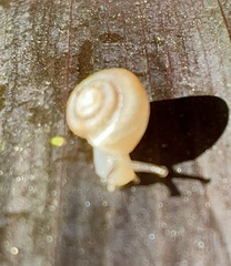 Praticolella