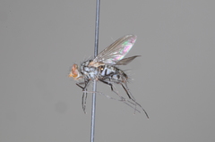 Dexiinae