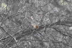 Rhinocrypta lanceolata