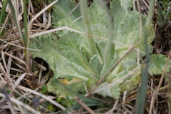 Primula magellanica
