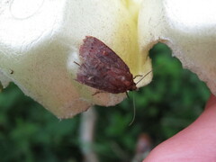 Pseudorthodes vecors