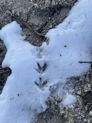 Centrocercus urophasianus