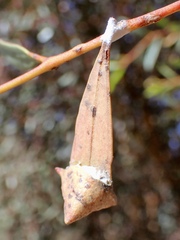 Cymbacha
