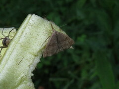 Phalaenostola metonalis