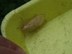 Halysidota tessellaris