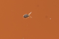 Sminthurinus elegans