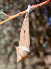 Cymbacha