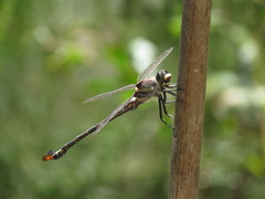Petalura litorea