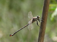 Petalura litorea