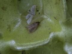 Psilocorsis reflexella