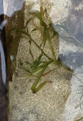 Potamogeton ochreatus